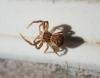 Xysticus sp.